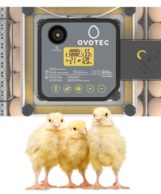 O futuro da incubação já começou com a OvoTec